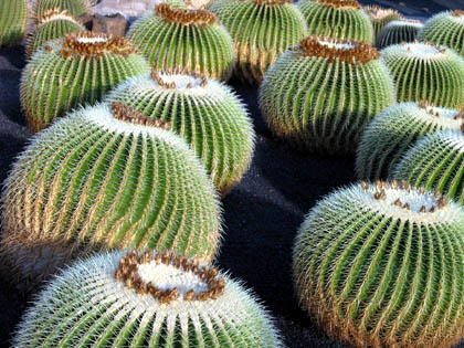 Lanzarote: Jardín de Cactus: cochinilla