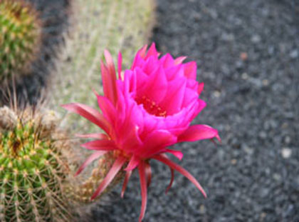 Lanzarote: Jardín de Cactus: Fleur de cactua