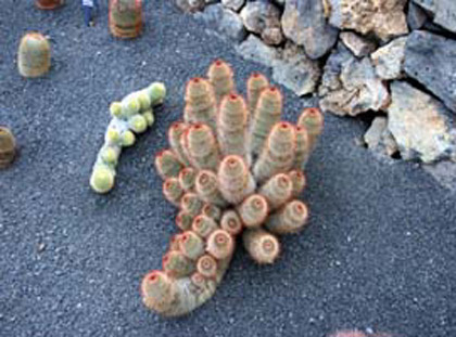 Lanzarote: Jardín de Cactus: cactus