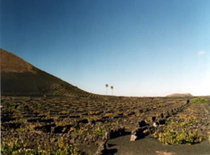 Les vignes de la Geria, Lanzarote